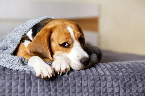 A beagle dog is lying on the bed under a gray knitted blanket. Stock Photos