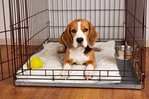 The beagle dog is lying in a cage. Wire crate Stock Photos
