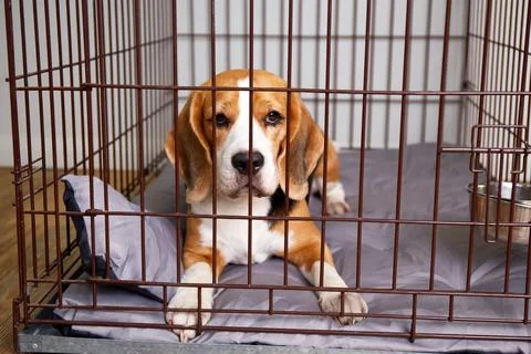 The beagle dog is lying in a cage. Wire crate Stock Photos