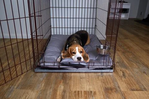 The beagle dog is lying in a cage. Wire crate Stock Photos