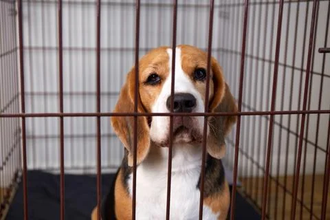 The beagle dog is lying in a cage. Wire crate Stock Photos