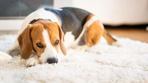 Beagle dog lying down on a carpet looking tired. Original photo Stock Photos