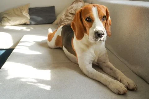 Beagle dog lying down on a couch. Stock-Fotos