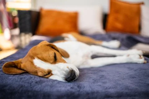 Beagle dog lying down in shade on garden sofa hiding from summer sun Stock Photos
