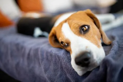 Beagle dog lying down in shade on garden sofa hiding from summer sun Stock-Fotos