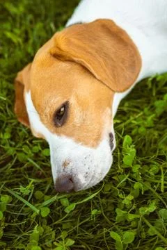 Beagle dog lying down in shade on grass hiding from summer sun. Stock Photos