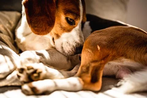 Beagle dog lying down on a sofa resting during summer heat wave. Stock Photos
