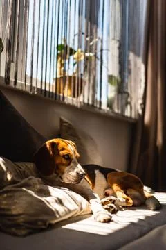 Beagle dog lying down on a sofa resting during summer heat wave. Stock Photos