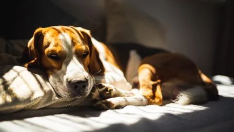 Beagle dog lying down on a sofa resting during summer heat wave. Stock Photos