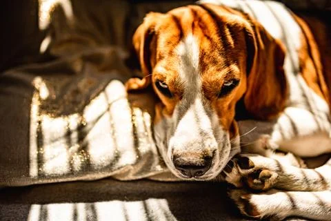 Beagle dog lying down on a sofa resting during summer heat wave. Stock Photos