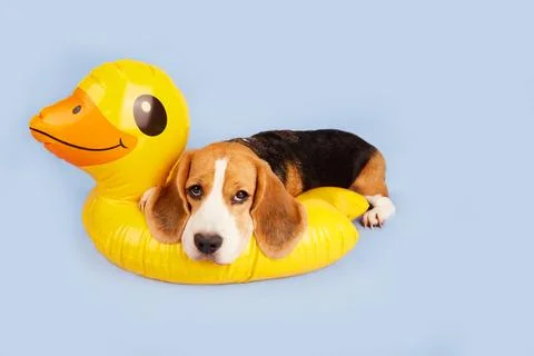 A beagle dog is lying on an inflatable floating circle Stock Photos