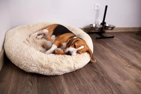 Beagle dog lying on a plush bed with a toy, resting comfortably in a minima.. Stock Photos