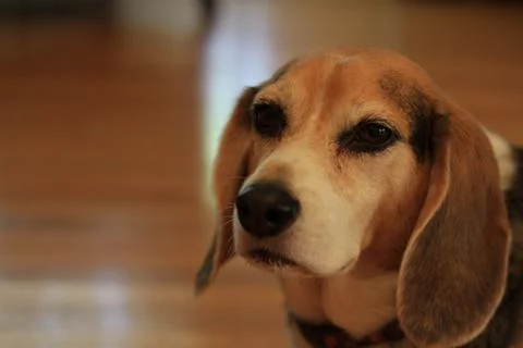 Beagle dog medium close up Stock Photos