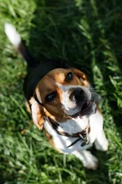 Beagle dog with mouth open Stock Photos