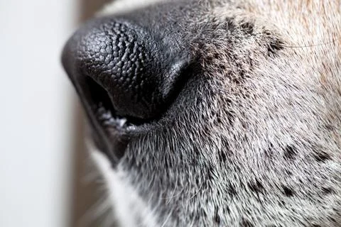 Beagle Dog Nose Macro Stock Photos