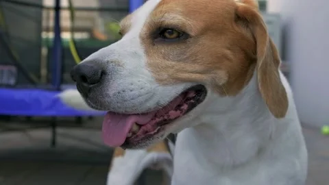 Beagle dog panting after a long walk on a hot sunny day. Close-up shot Stock Footage 156987907
