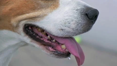 Beagle dog panting after a long walk on a hot sunny day. Close-up shot Stock Footage 156988105