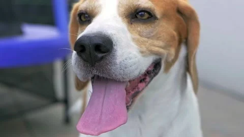 Beagle dog panting after a long walk on a hot sunny day. Close-up shot Stock Footage 156988351
