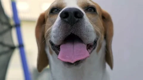 Beagle dog panting after a long walk on a hot sunny day. Close-up shot Stock Footage 156988545