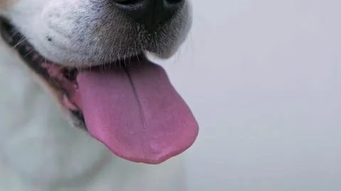Beagle dog panting after a long walk on a hot sunny day. Close-up shot Stock Footage 156988580