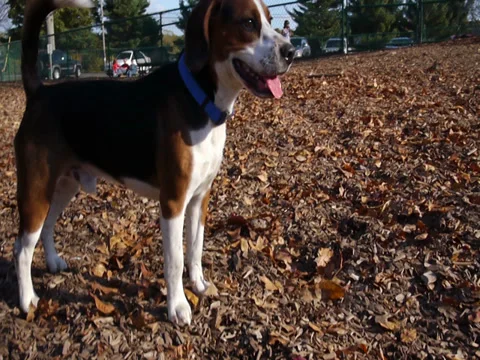 Beagle in Dog Park 1 Stock Footage 33300319
