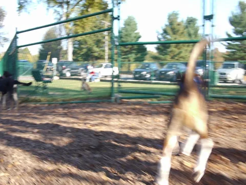 Beagle in Dog Park 2 Stock Footage 33300334