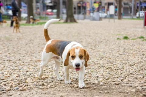Beagle dog in park Stock Photos