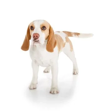 Beagle dog Stock Photos