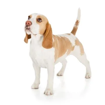 Beagle dog Stock Photos