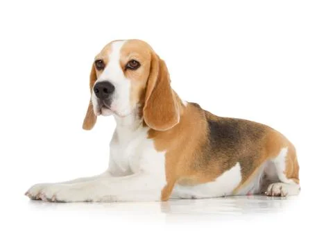 Beagle dog Stock Photos