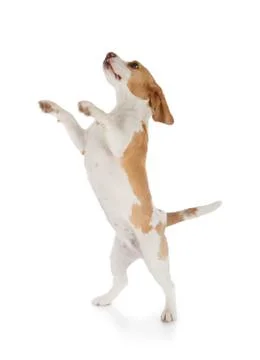 Beagle dog Stock Photos