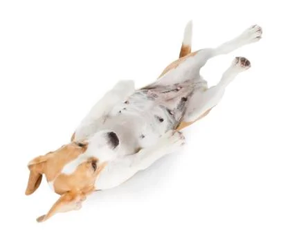 Beagle dog Stock Photos