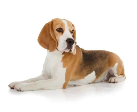 Beagle dog Stock Photos