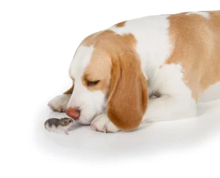 Beagle dog Stock Photos