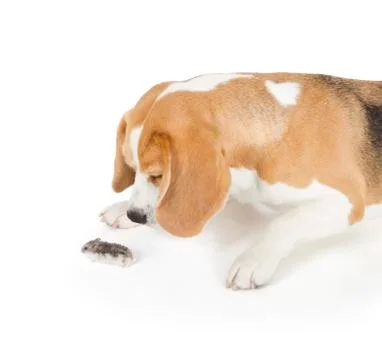 Beagle dog Stock Photos