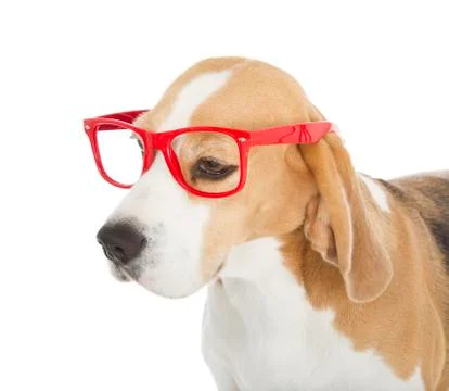 Beagle dog Stock Photos