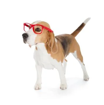 Beagle dog Stock Photos