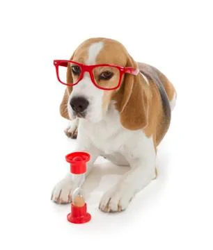 Beagle dog Stock Photos