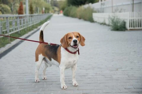 Beagle dog Stock Photos
