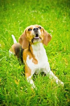 Beagle dog Stock-Fotos