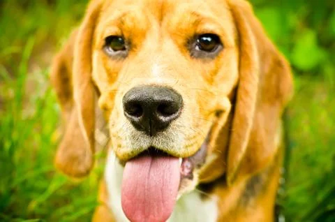 Beagle dog Stock Photos