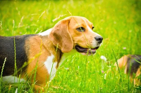 Beagle dog Stock Photos