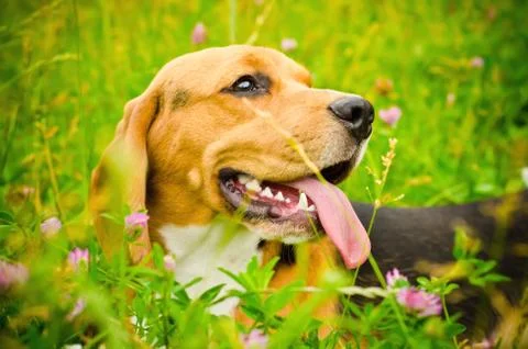 Beagle dog Stock Photos
