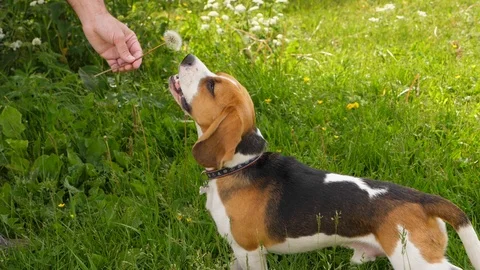 Beagle Dog play and bite dandelion flower Stock Footage 91511677
