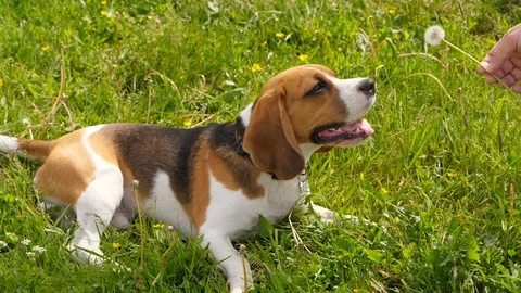 Beagle Dog play and bite funny dandelion flower Stock Footage 91511724