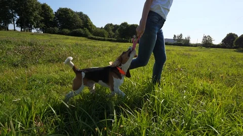 Beagle dog play with owner, run and catch toy Stock Footage 94124229