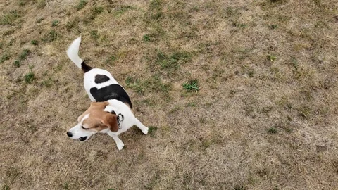 Beagle dog playing outdoors on dry grass, looking up attentively Stock Footage 342879271