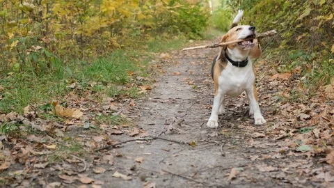 Beagle dog playing with a stick Stock Footage 116675079