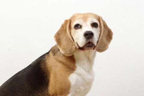 Beagle dog portrait looking at camera on white background Stock Photos
