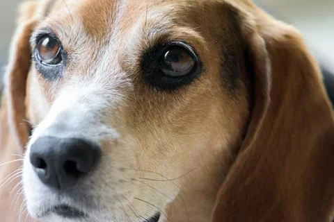 Beagle dog portrait Stock Photos